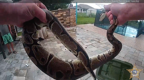 Watch: Florida deputies rescue python from pool deck, then adopt it